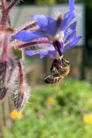 Blije bijen voor een mooie tuin