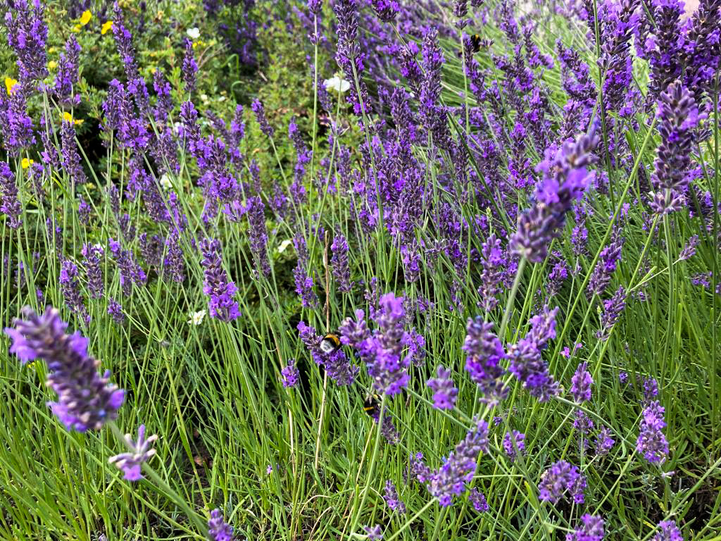 Lavendel met bijen 